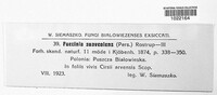Puccinia suaveolens image